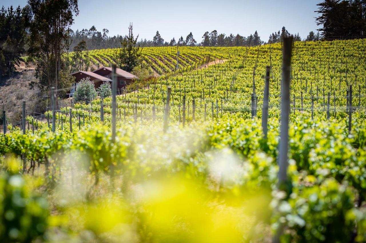 לינה וארוחת בוקר קרטחנה Bungalow Miramar & Jeronimo At Casa Marin Vineyards מראה חיצוני תמונה